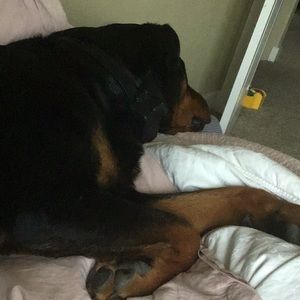 Meet your Posher, Anna